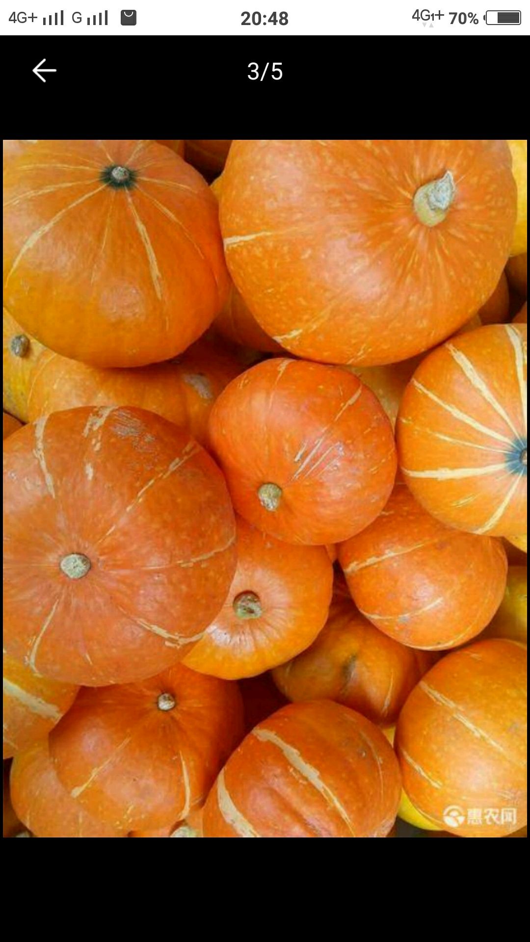  精品红板栗南瓜