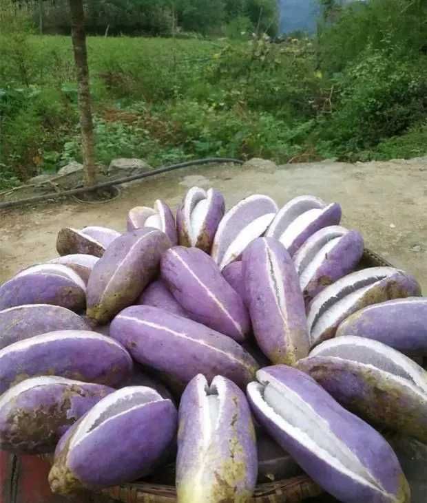 紫色一号八月瓜 140-150g 种植