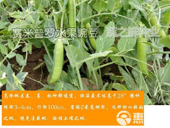 奇珍甜脆豌豆种子长寿豌豆仁甜豆蔬菜籽农家四季种植 豆荚