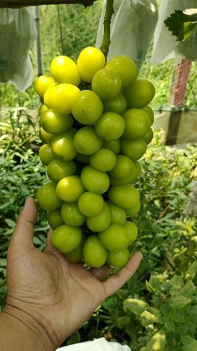 常州香印青提 1.5- 2斤 5%以下 1次果
