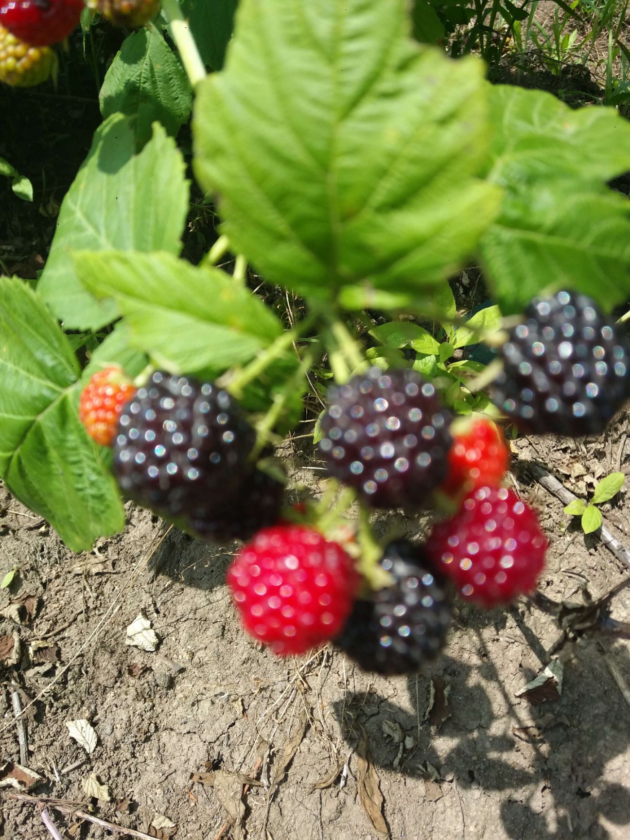 大量出售黑树莓苗。需要的联系