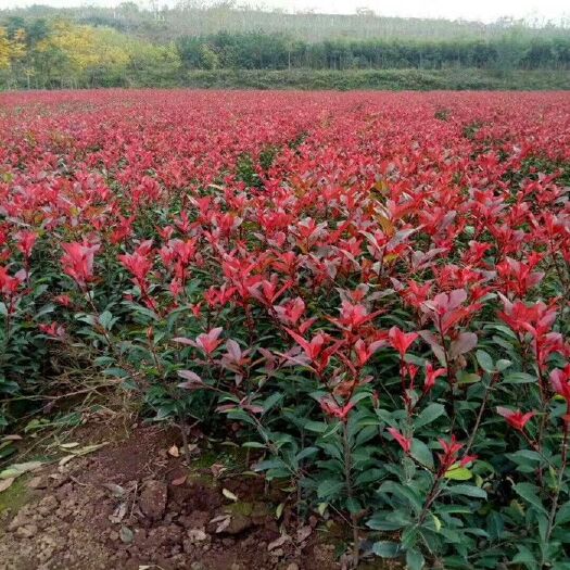 周至县 红叶石楠苗基地直销～盆栽绿篱苗易成活
