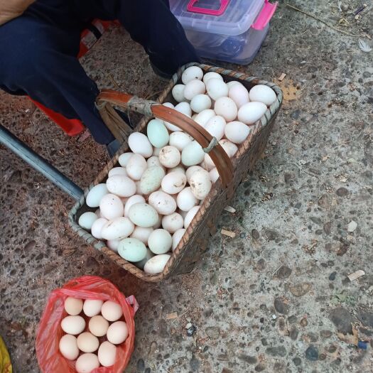 余干县 6千只鸭子，鸭蛋新鲜，大量供应