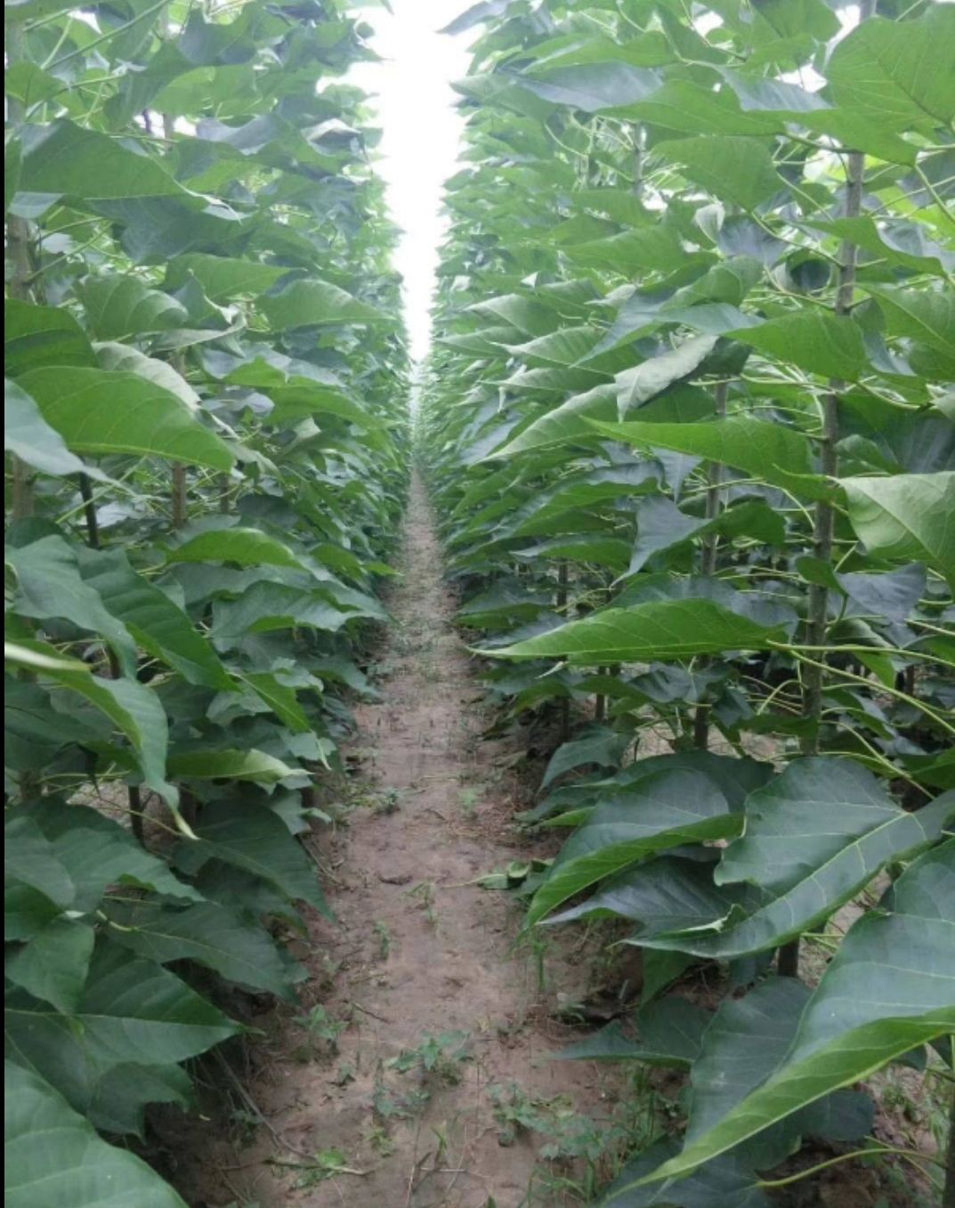  本地楸树种子，免费育苗技术指导，量大从优！