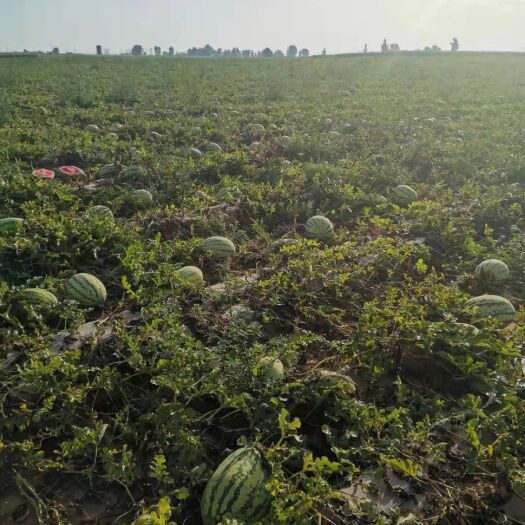 盐池县宁夏沙漠西瓜上市啦:头茬大量批发
