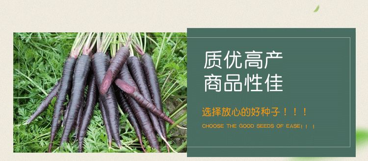 紫胡萝卜种子  秋播萝卜种子 富硒紫黑胡萝卜种子 黑皮黄心 山区自留种 非转