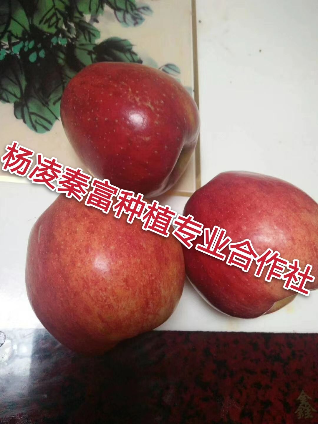 鲁丽苹果苗  【鲁  丽】乔化二年生成品苗