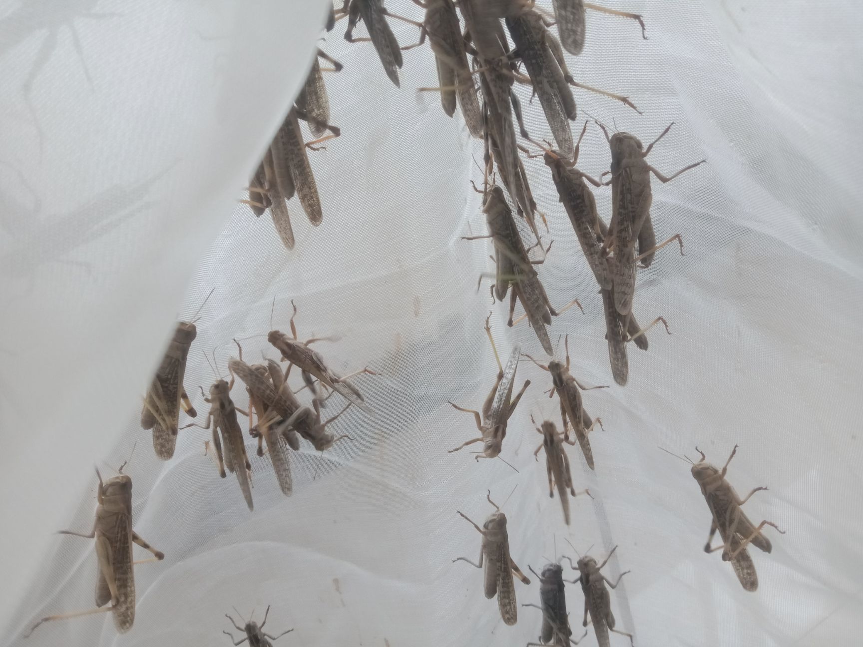 东亚飞蝗 活体。