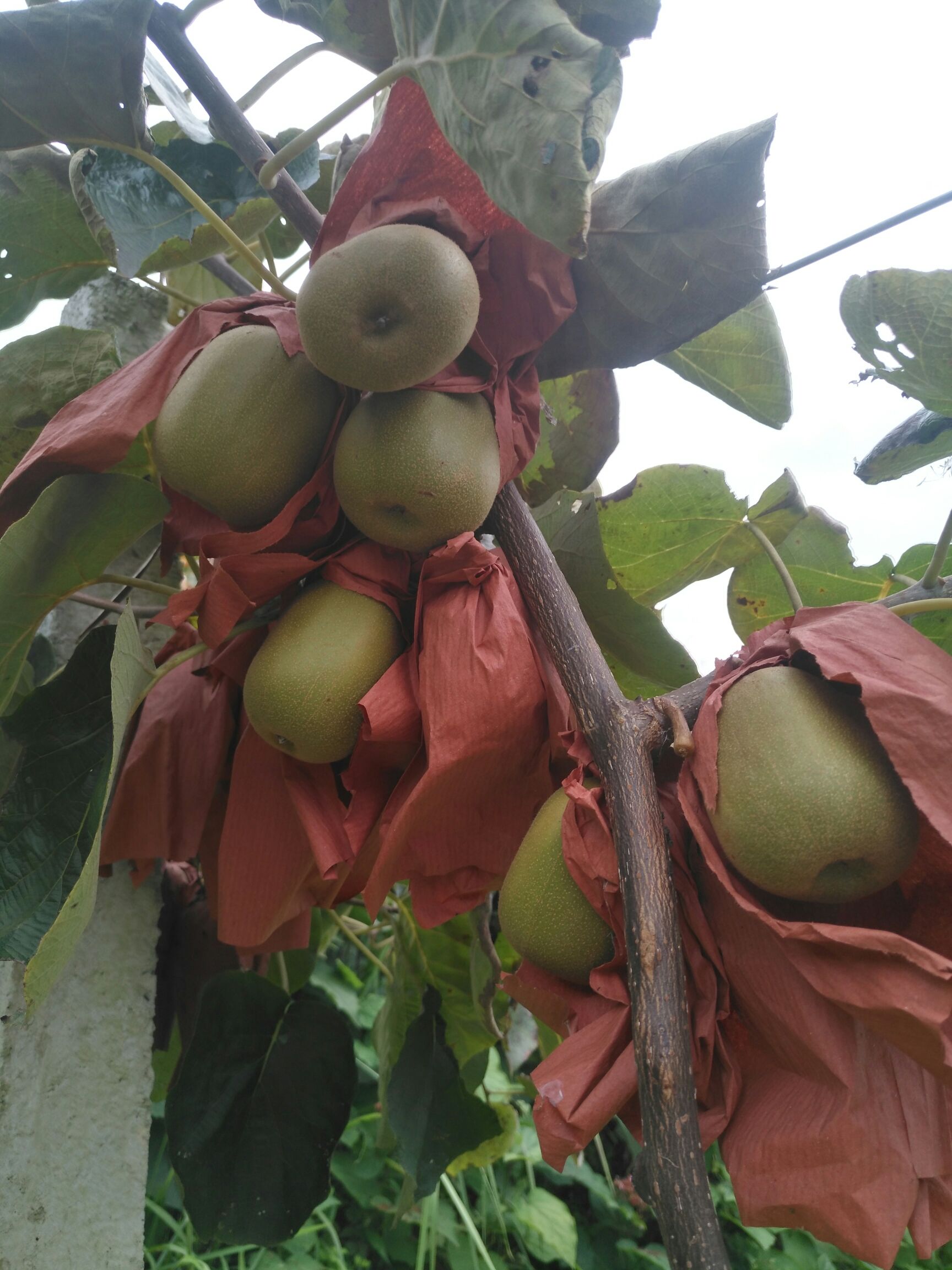  正宗发源地苍溪红心猕猴桃已大量上市，有意向的老板欢迎咨询
