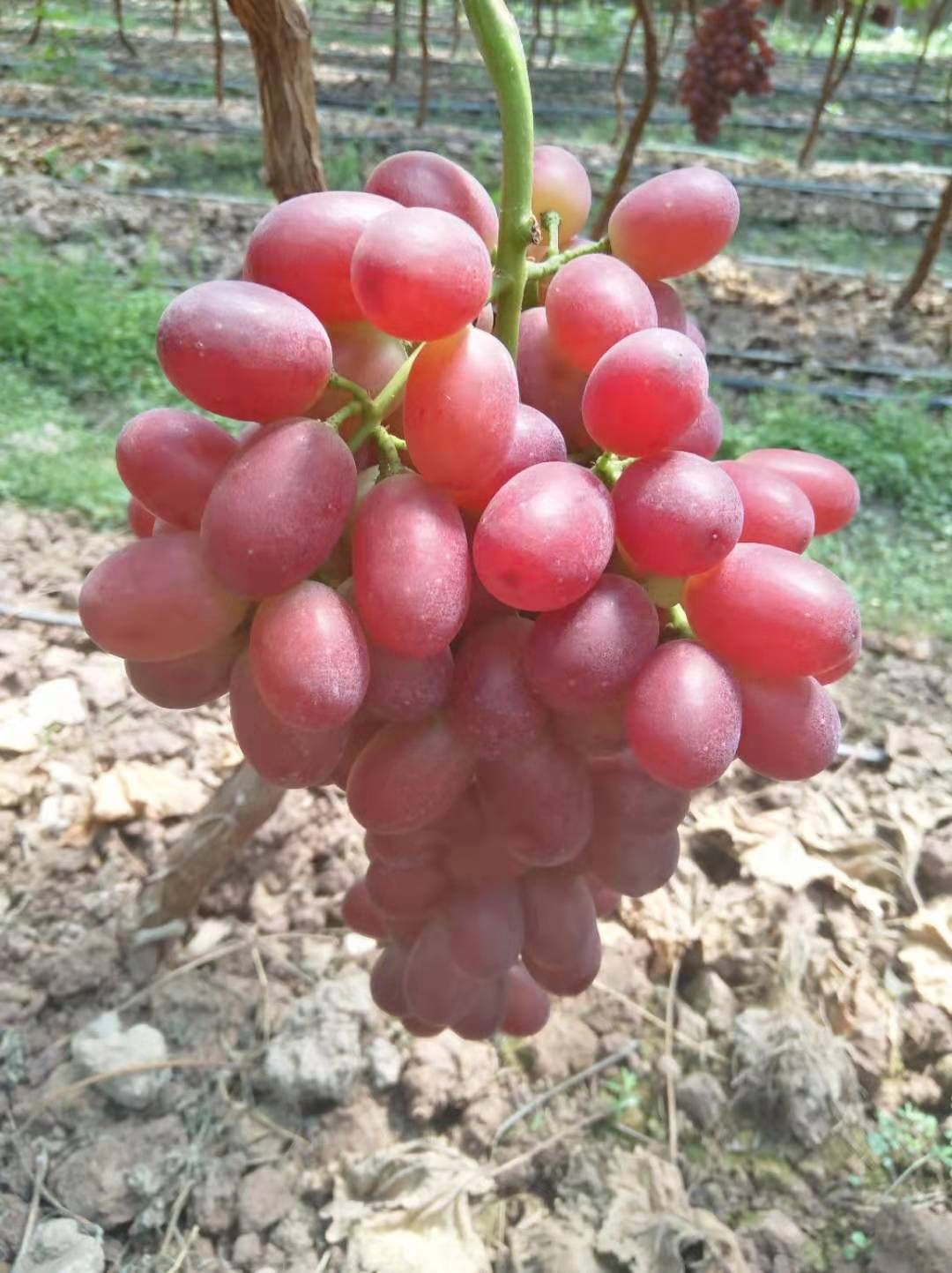  四川凉山彝族自治州克伦生精品葡萄