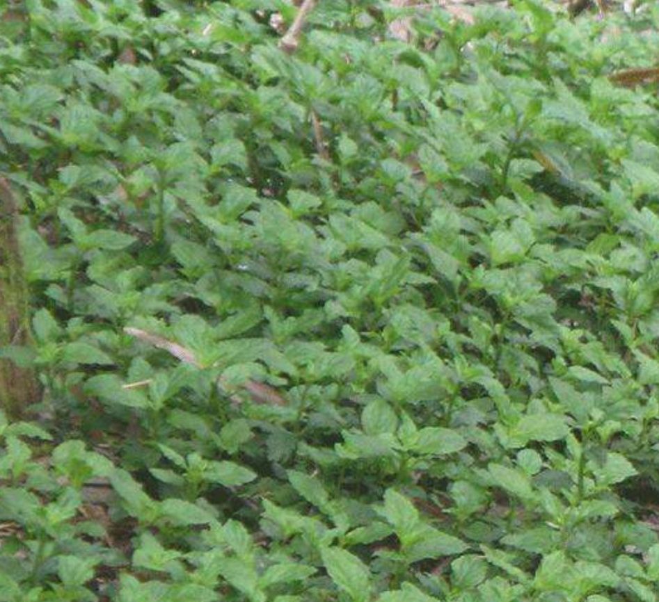 香灵草 质量有保障，就是这么任性🤔🤔