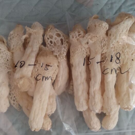 贞丰县 红托竹荪