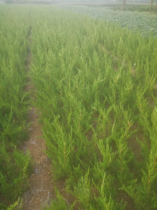 大龙柏 来来来，便宜了