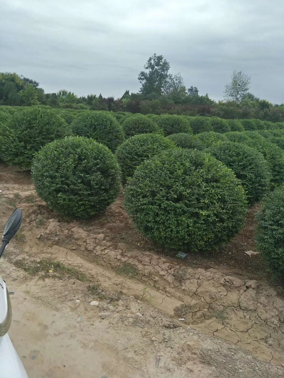  小叶女贞球批发基地 绿篱苗1米～1.5米价格