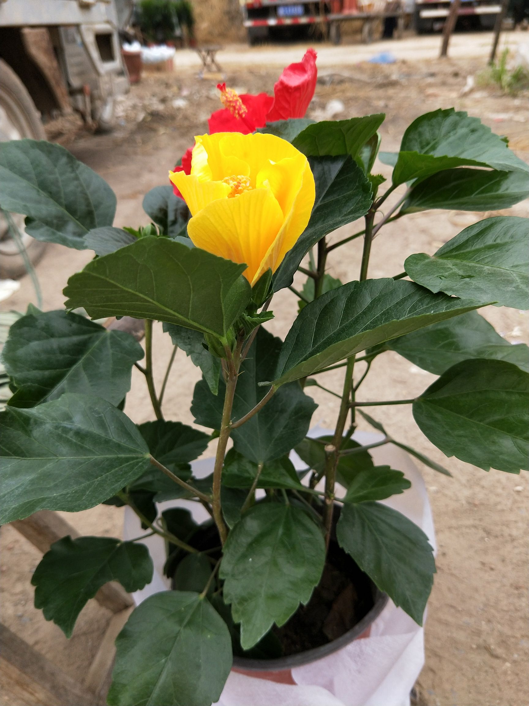 大花木槿花 多色 花苞多 家庭观赏 有坏苗后续补发