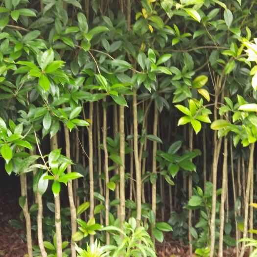 凤冈县黄金桂花树 