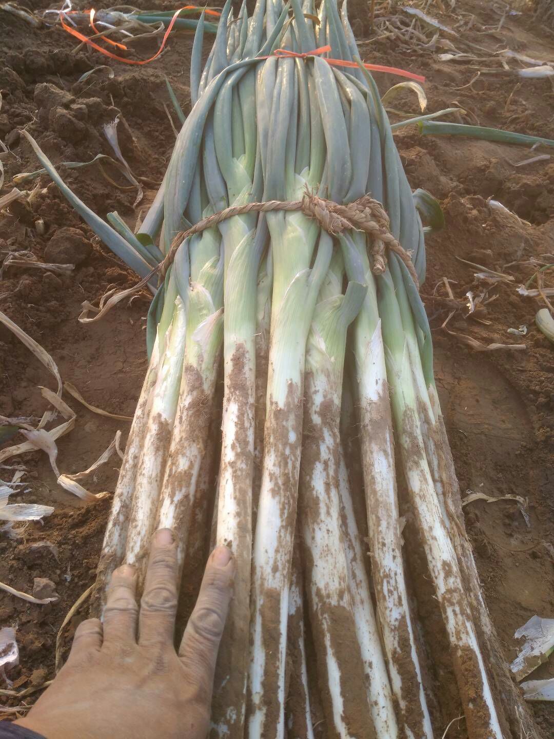 本地大葱质优价廉，货源供应6-12月。