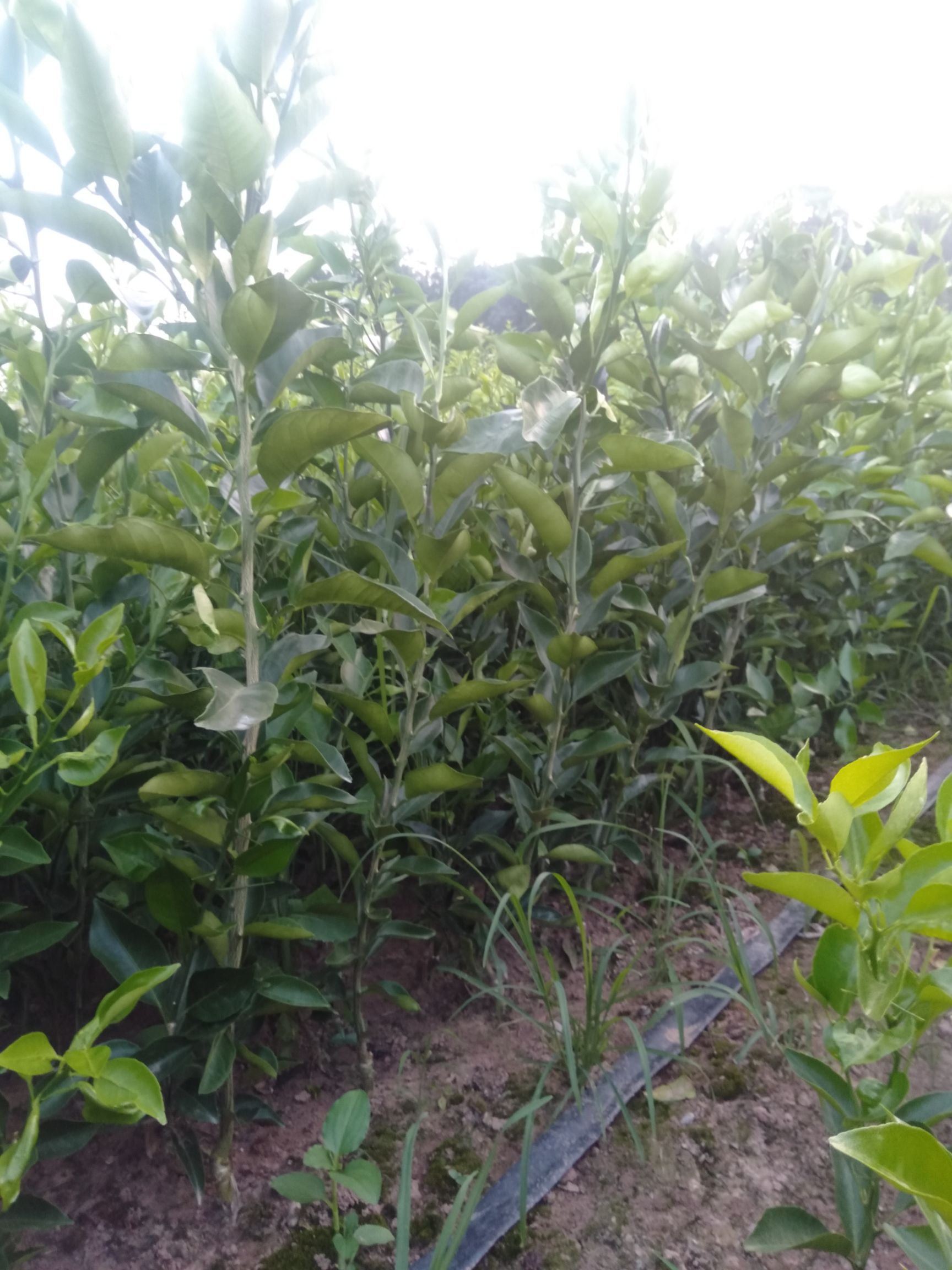 明日见柑橘苗 明日见