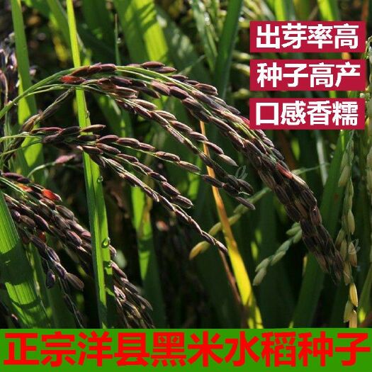 邵东市水稻种子 洋县黑米种子黑米水稻高产黑糯米种子红香米种子