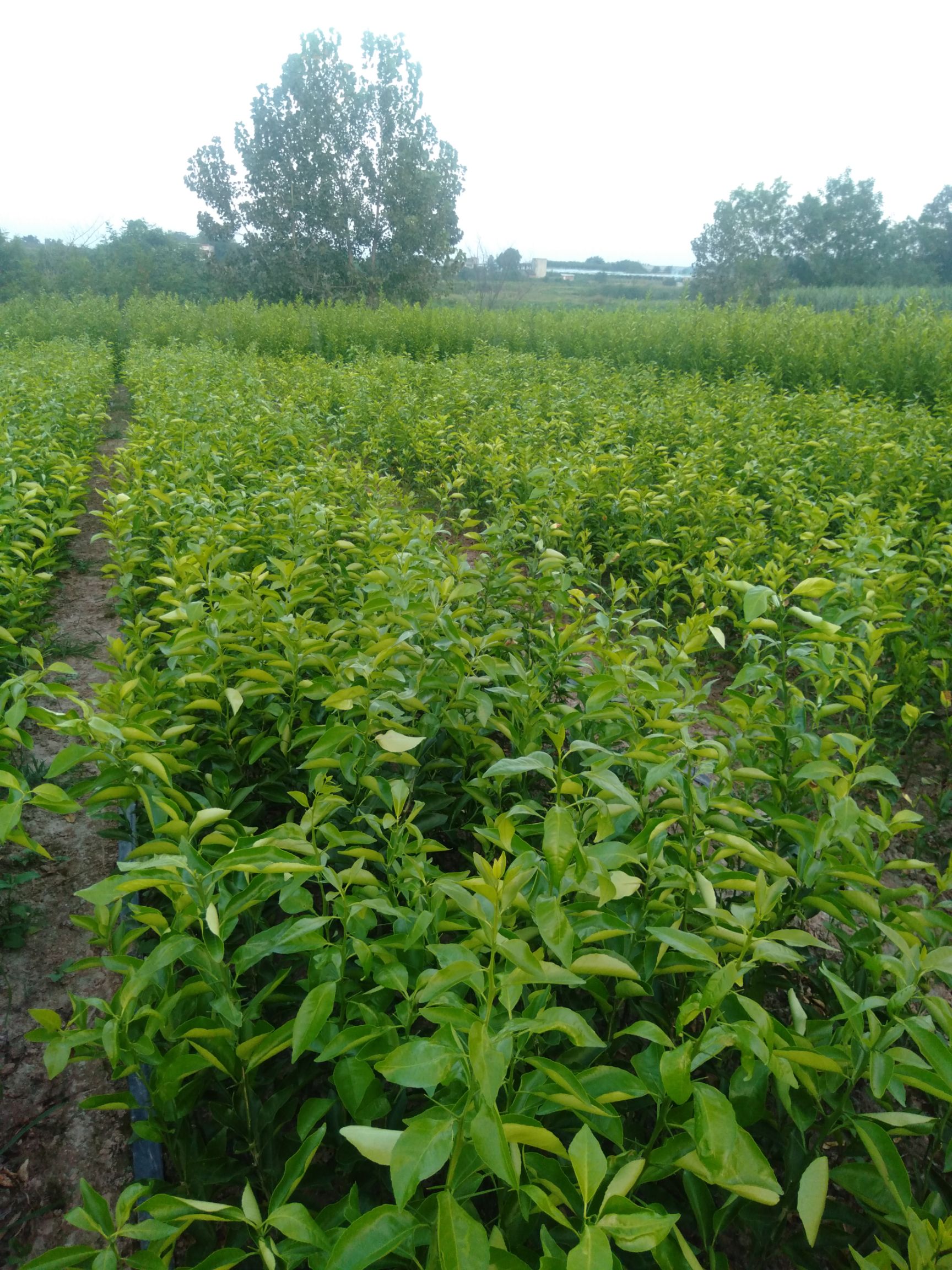 沃柑苗 无核沃柑，091无核沃柑