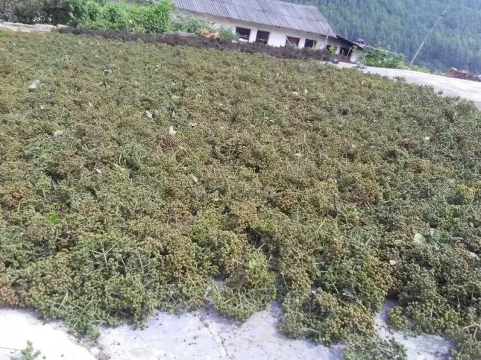 榛子油 贵州特产香料“棰油子”