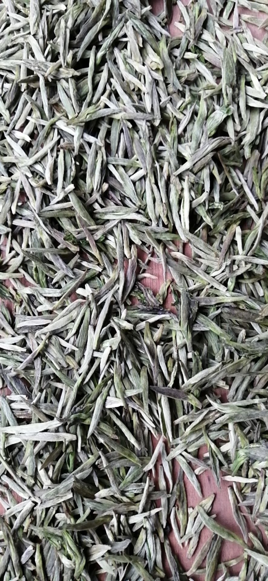 大叶种茶 大叶青针