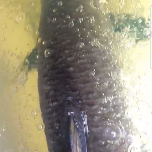常州专业出售青鱼20到30的