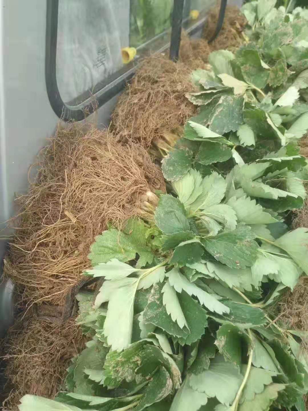  法兰地草莓苗批发，量大优惠