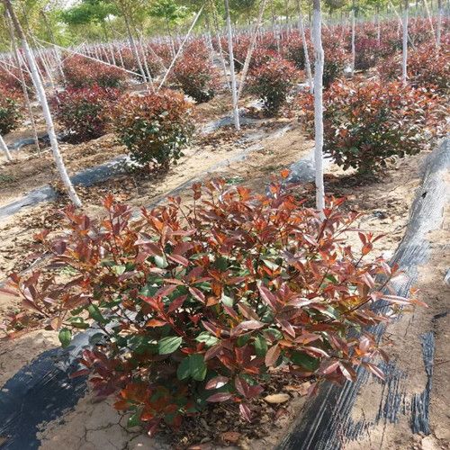  红叶石楠球基地直销 0.8-1.5米陕西周至苗圃