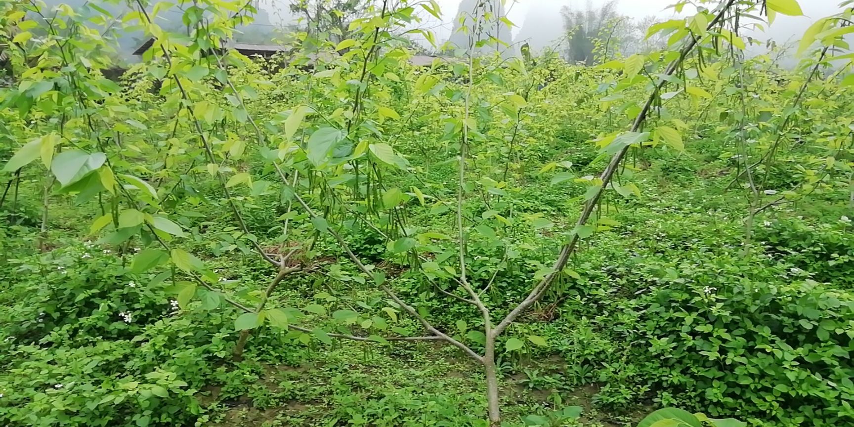 果园 陶渊明笔下的阡陌世外