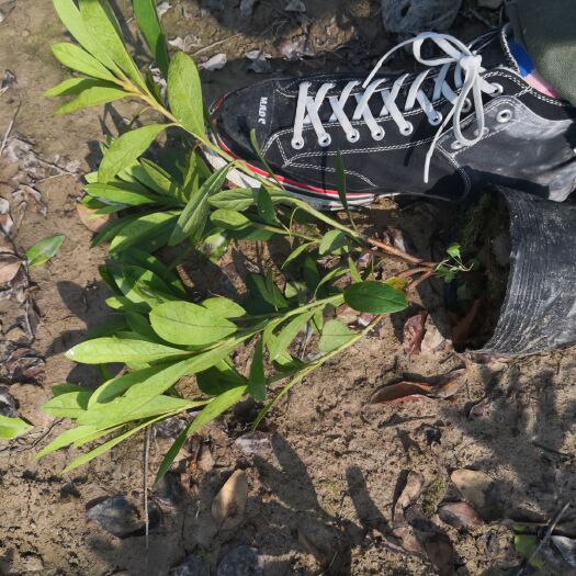 武义县 毛鹃毛杜鹃