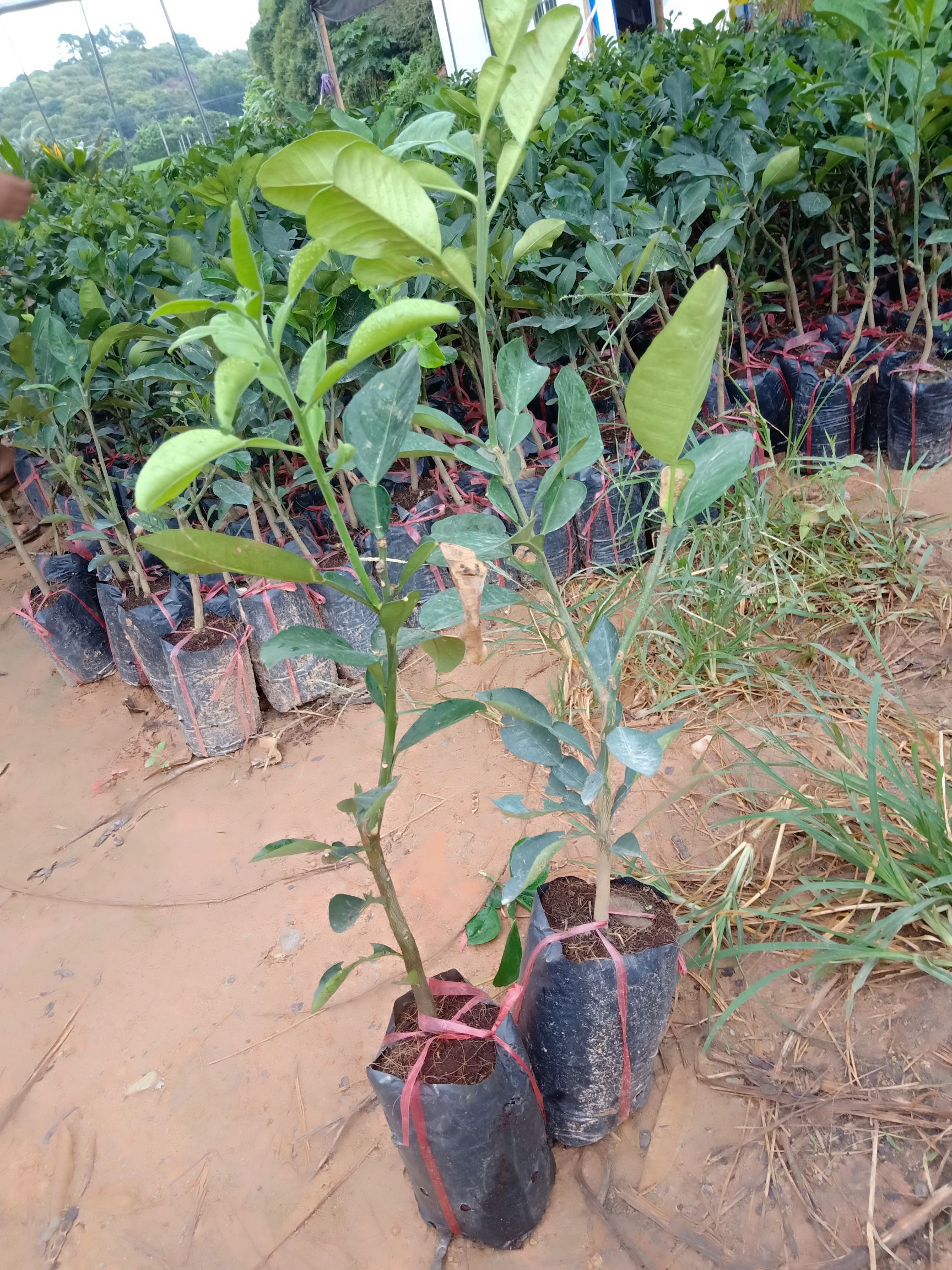 红宝石柚苗 红宝石青皮红肉柚子苗