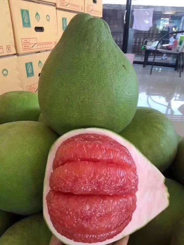 灵山县红宝石柚苗 红宝石青皮红肉柚子苗
