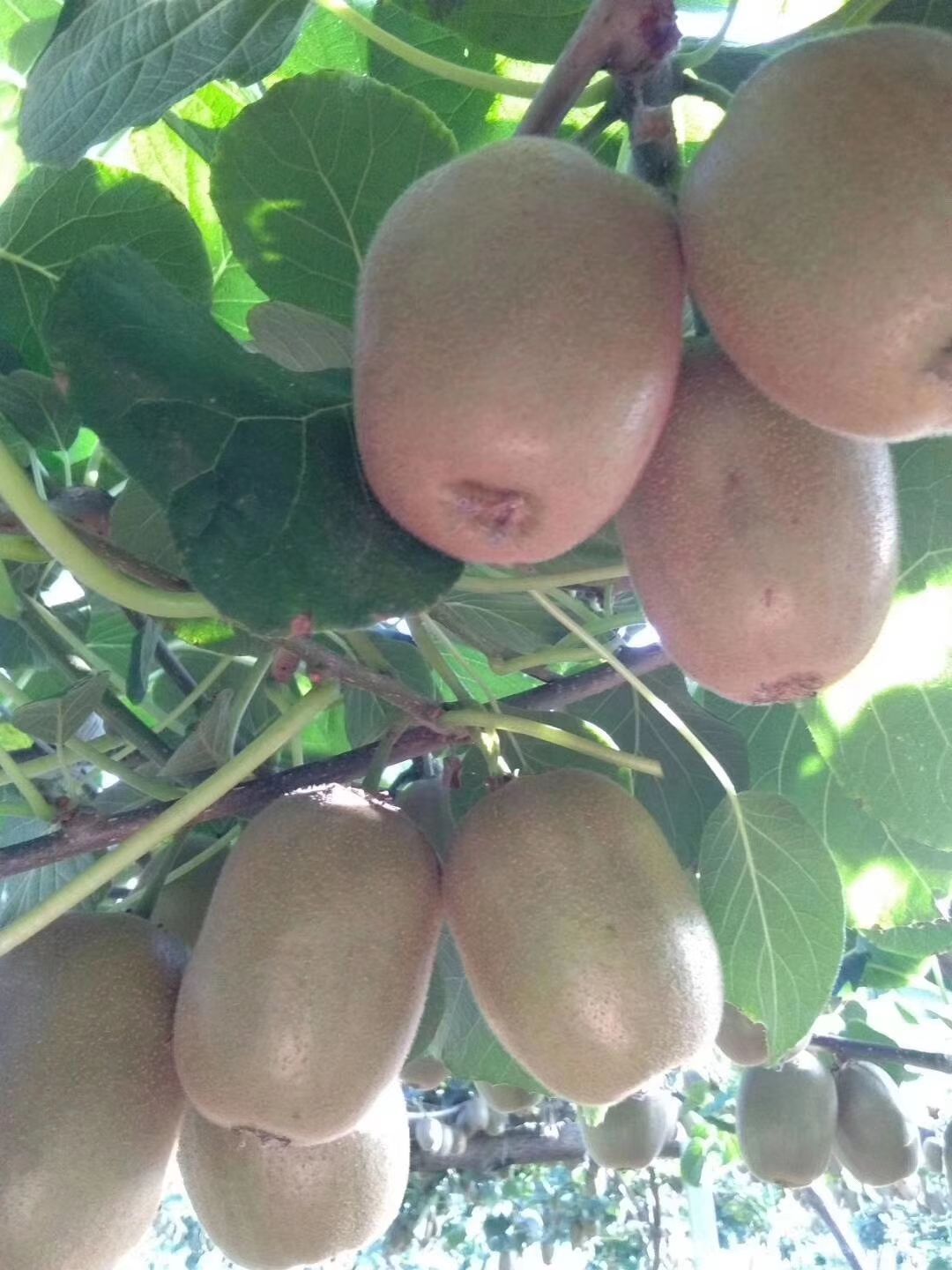  甜甜甜，“猕”上你，“桃”不掉，我家猕猴桃快快来砸单吧