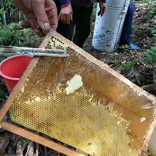 乐昌市土蜂蜜 欢迎大家砸单