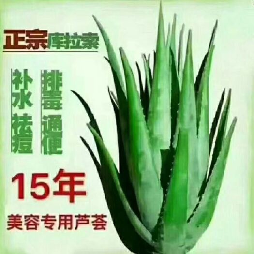 周口 库拉索芦荟美容护肤，芦荟灌肤盆景栽植，室内净化甲醛等
