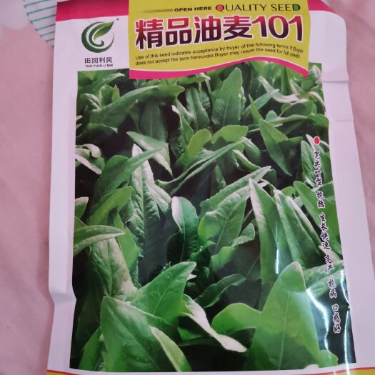 嵩明县青香油麦菜 精品油麦101
