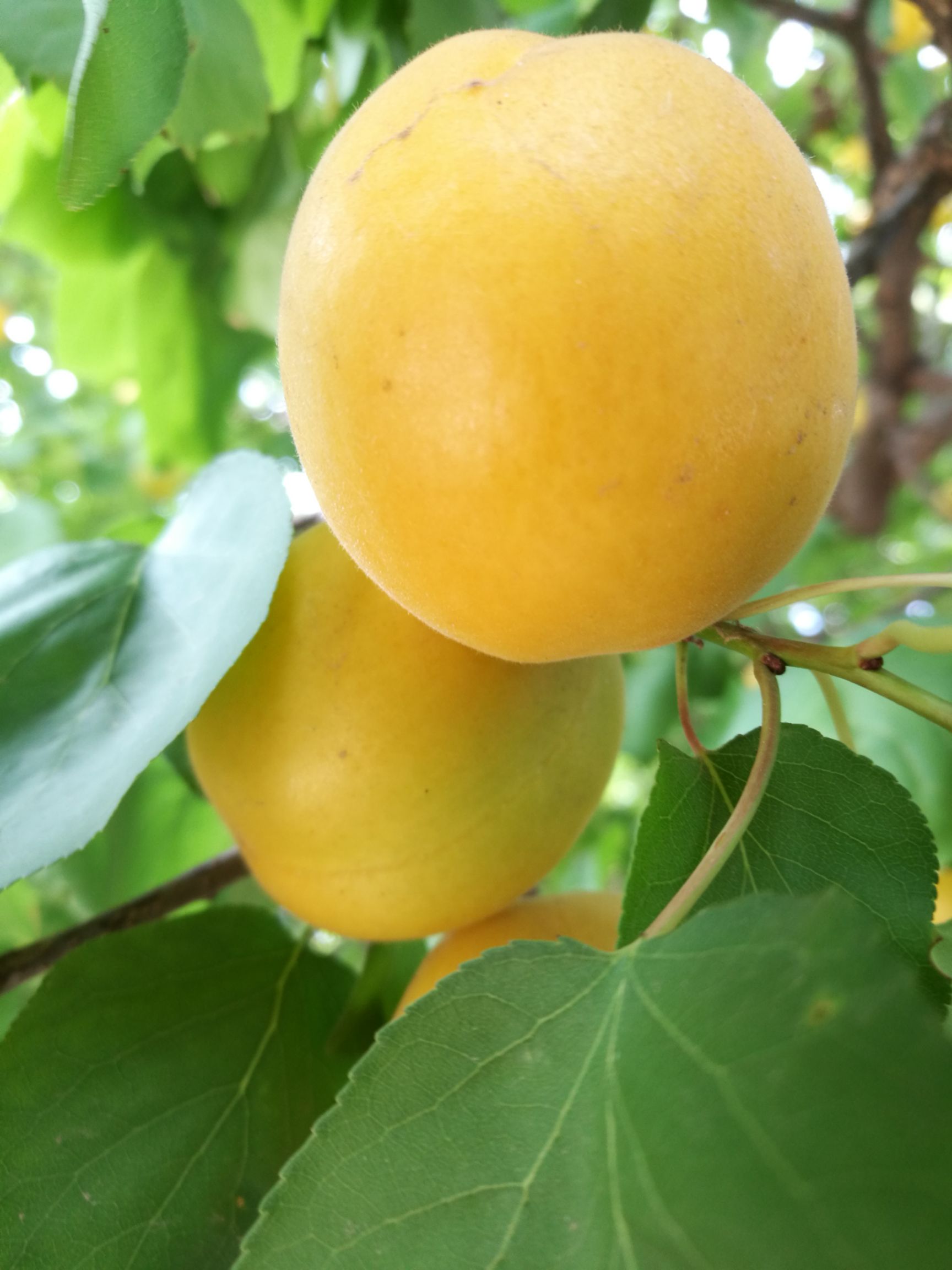  杏树新品种 荷兰香蜜杏树苗批发