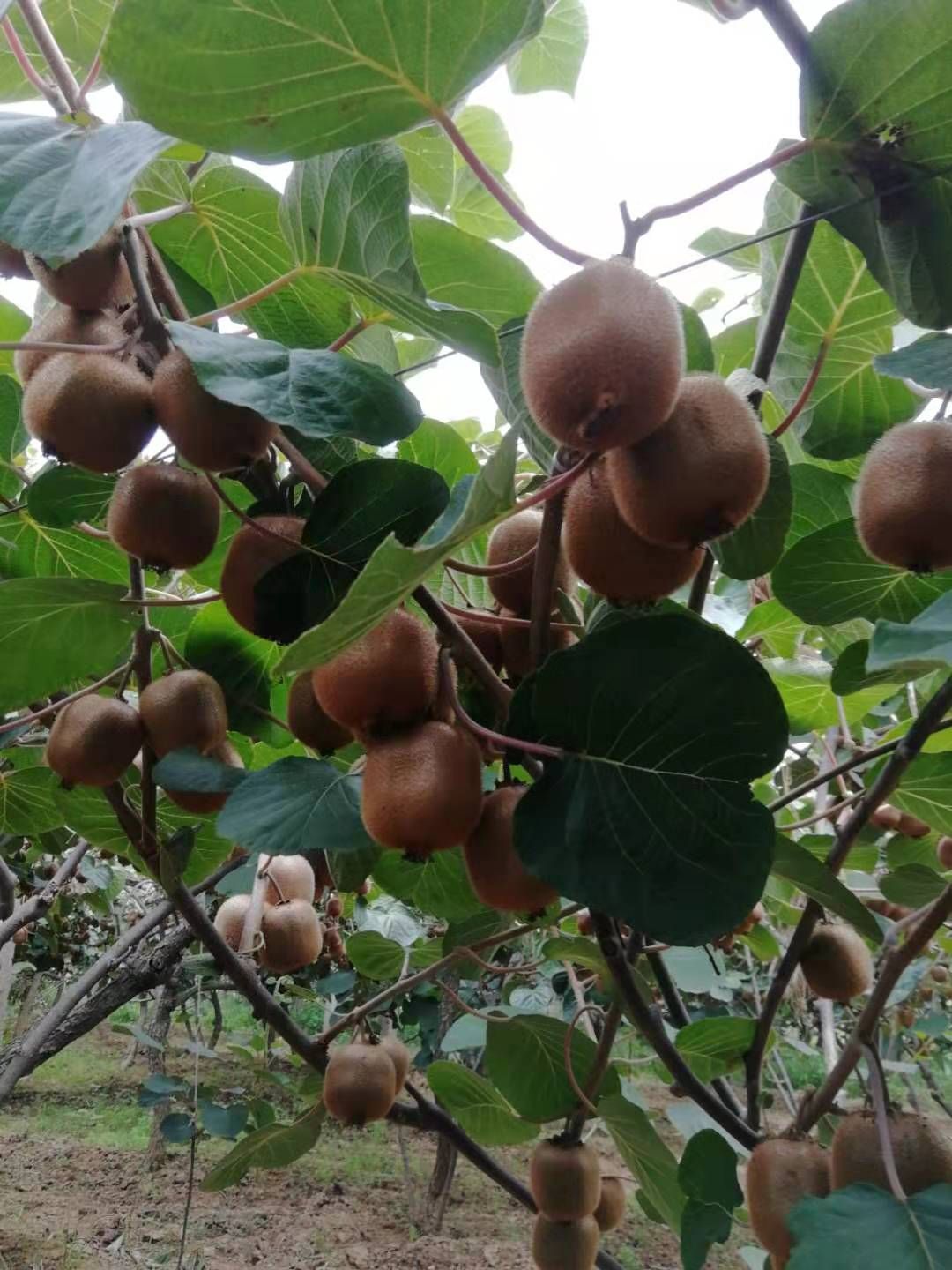 徐香猕猴桃 100~120克