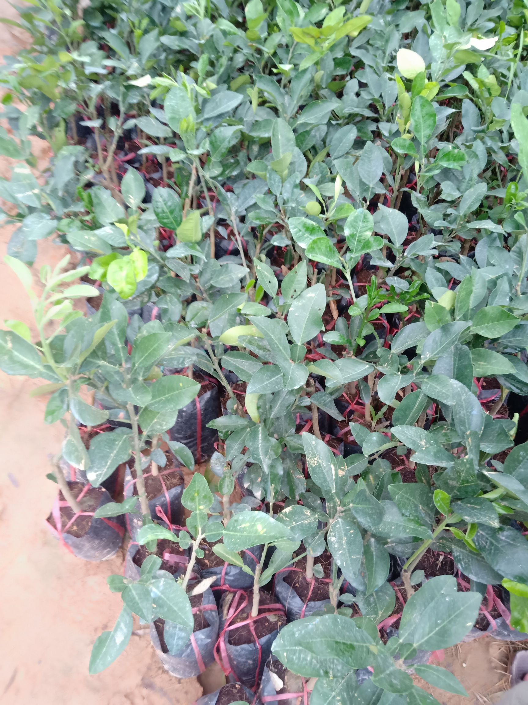 红宝石柚苗 红宝石青皮红肉柚子苗