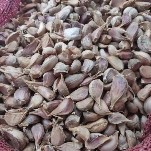 西昌市 紫皮四六瓣大蒜种子