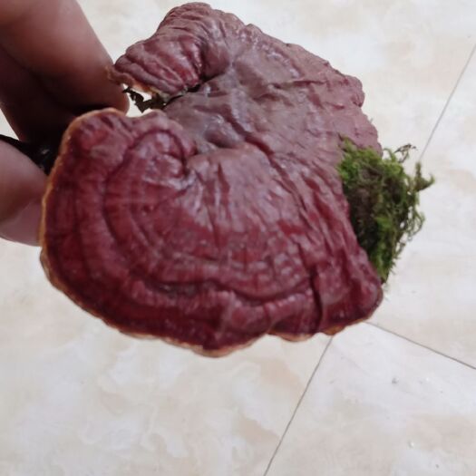 昆明 云南白灵芝