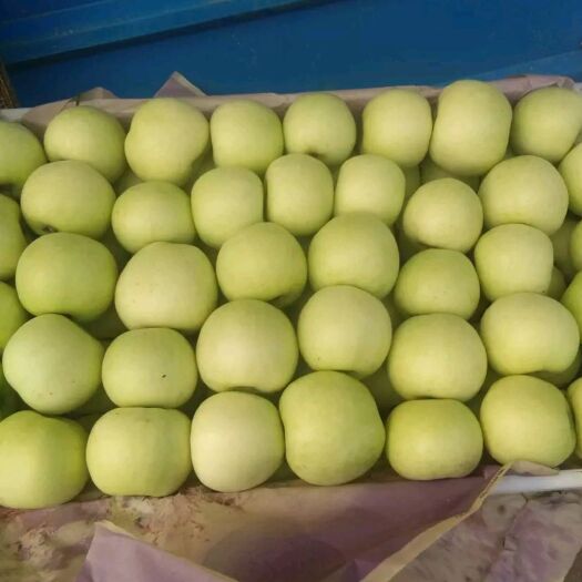 沂源县黄元帅苹果  美八早熟苹果已摘袋，大金帅大量上市，质量杠杠的，价位便宜，