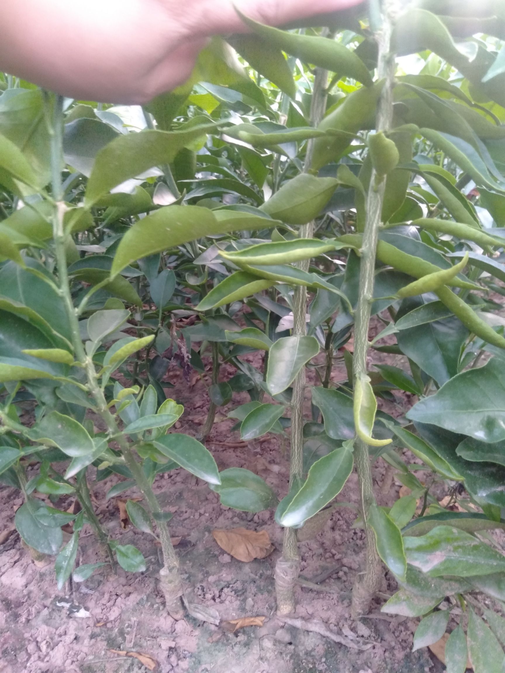 爱媛38号柑桔苗 嫁接苗 0.5~1米