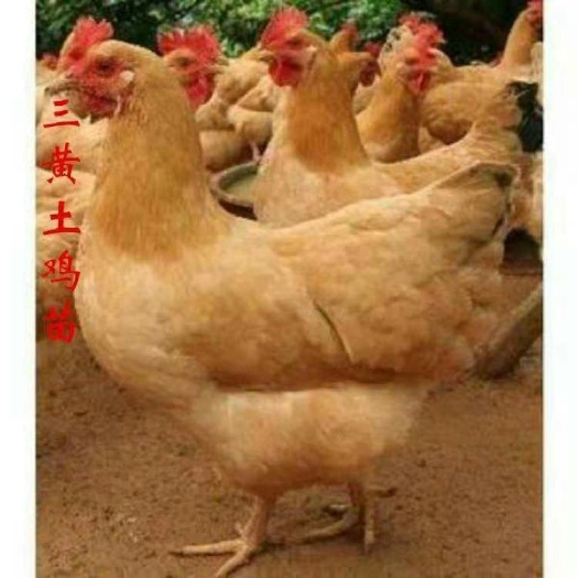 南宁 三黄土鸡苗，包邮到家，品质好，品种纯，放心购买
