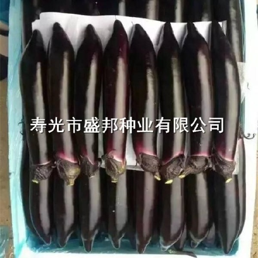寿光市嫁接茄子苗   紫把长茄 黑帅 大龙 福露二号 福露三号