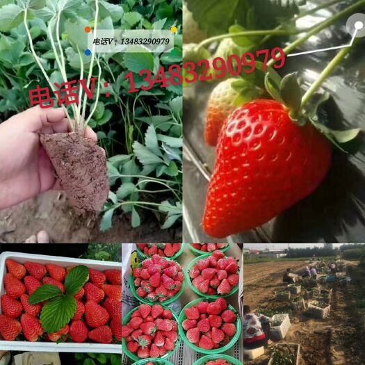 顺平县 大量出售红颜，甜查理草莓苗