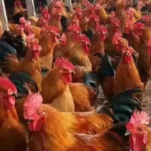 浏阳市 良凤花鸡苗