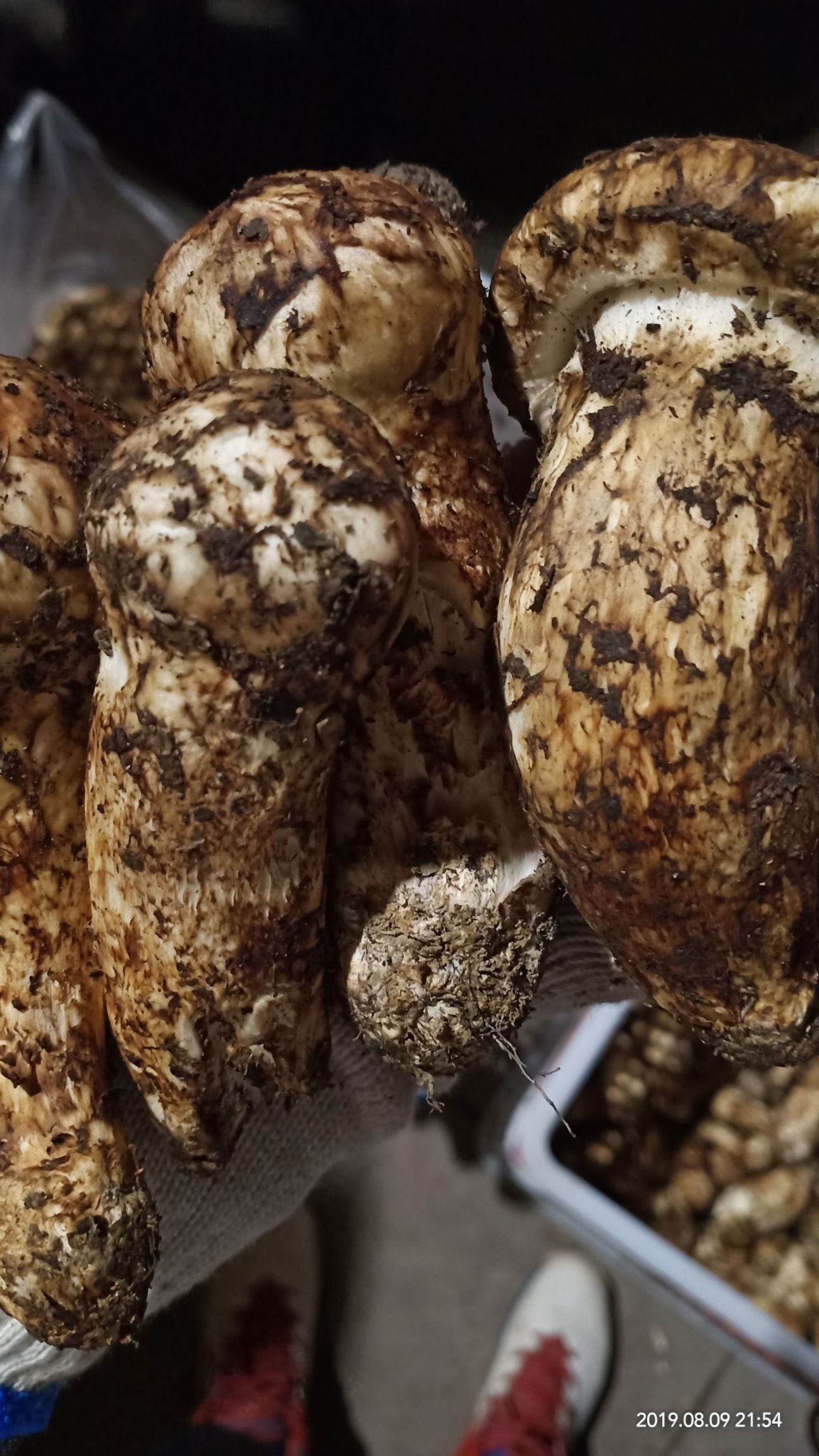 雅江松茸 鲜货 5cm以下 未开伞 