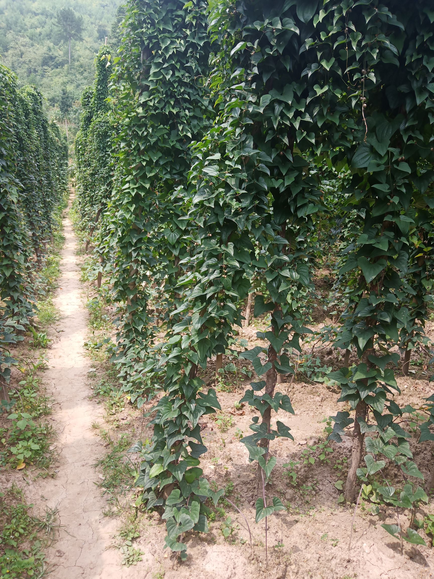  利川山药基地直销